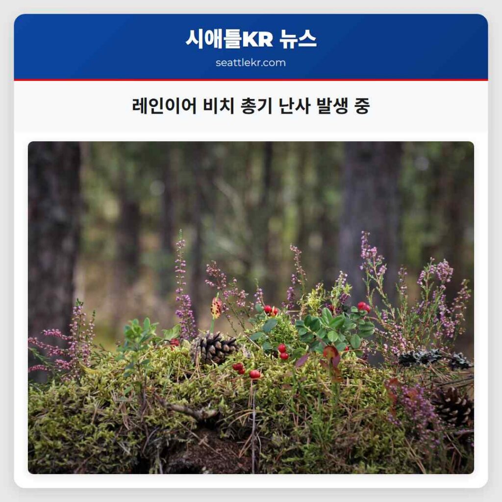 레인이어 비치 총기 난사 발생 중