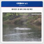 레이먼드 인근 윌라파 강에서 발견된 새끼 회색 고래 안타깝게도 사망 확인