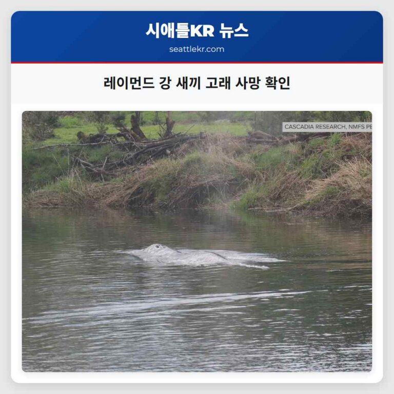 레이먼드 인근 윌라파 강에서 발견된 새끼 회색 고래 안타깝게도 사망 확인