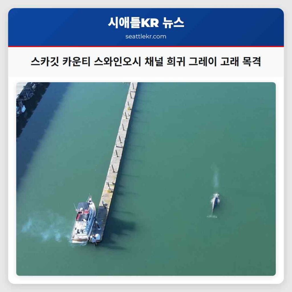 스카깃 카운티 스와인오시 채널 희귀 그레이 고래 목격