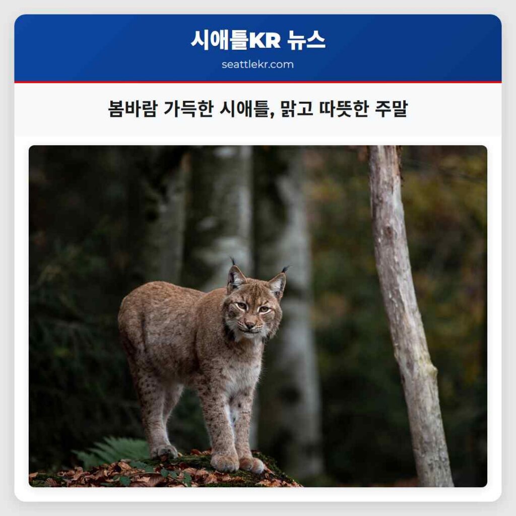봄바람 가득한 시애틀, 맑고 따뜻한 주말