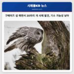 구메이즈 섬 해변에서 발견된 개 사체 20마리 이상 워싱턴 주 농장 여우로 밝혀져 기소 가능성 낮아