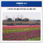 스카이트 계곡 튤립 축제 백만 송이 튤립 개화
