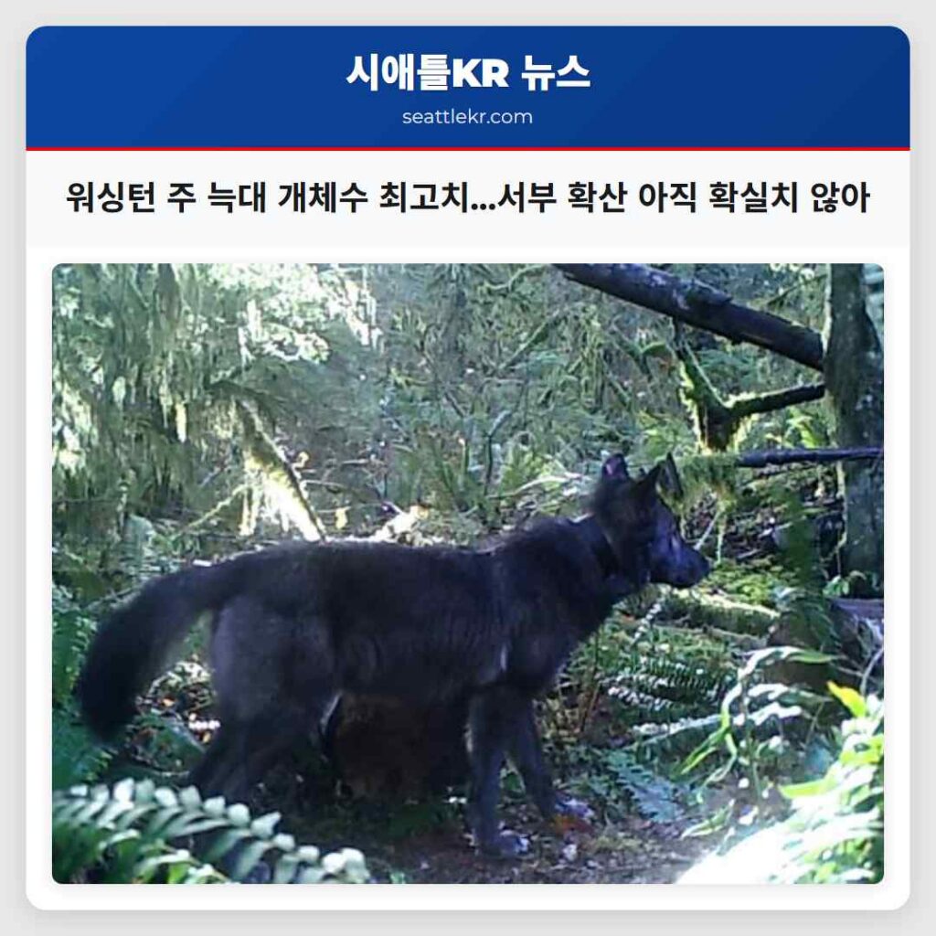 워싱턴 주 늑대 개체수 최고치...서부 확산 아직 확실치 않아