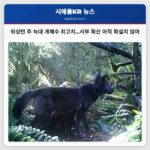 워싱턴 주 늑대 개체수 최고치…서부 확산 아직 확실치 않아