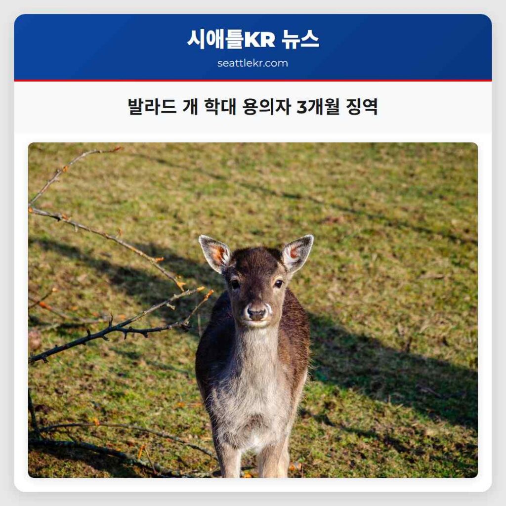 발라드 개 학대 용의자 3개월 징역