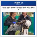 어시콤 카운티 흰머리독수리 얼굴 총격으로 부리 손상 치료 중
