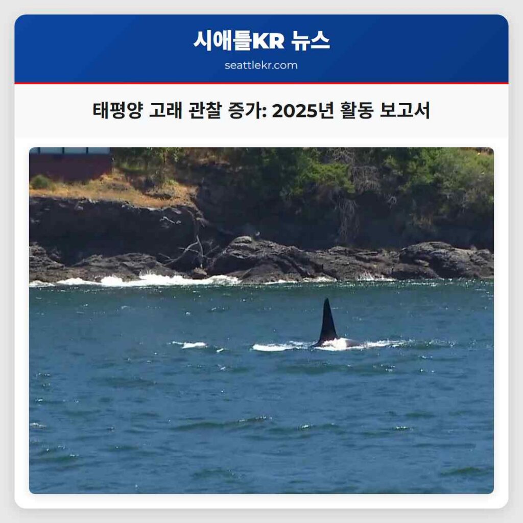 태평양 고래 관찰 증가: 2025년 활동 보고서