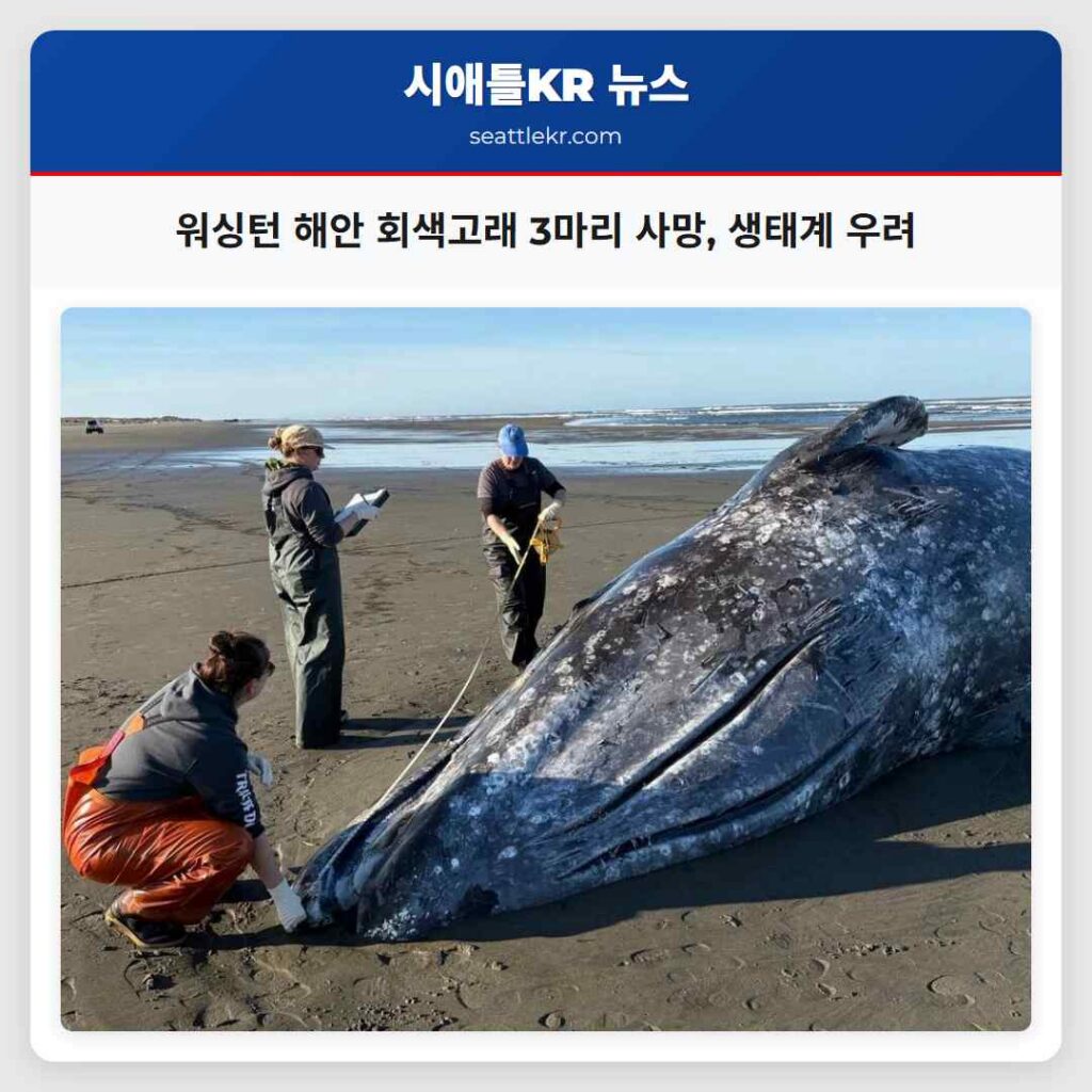 워싱턴 해안 회색고래 3마리 사망, 생태계 우려