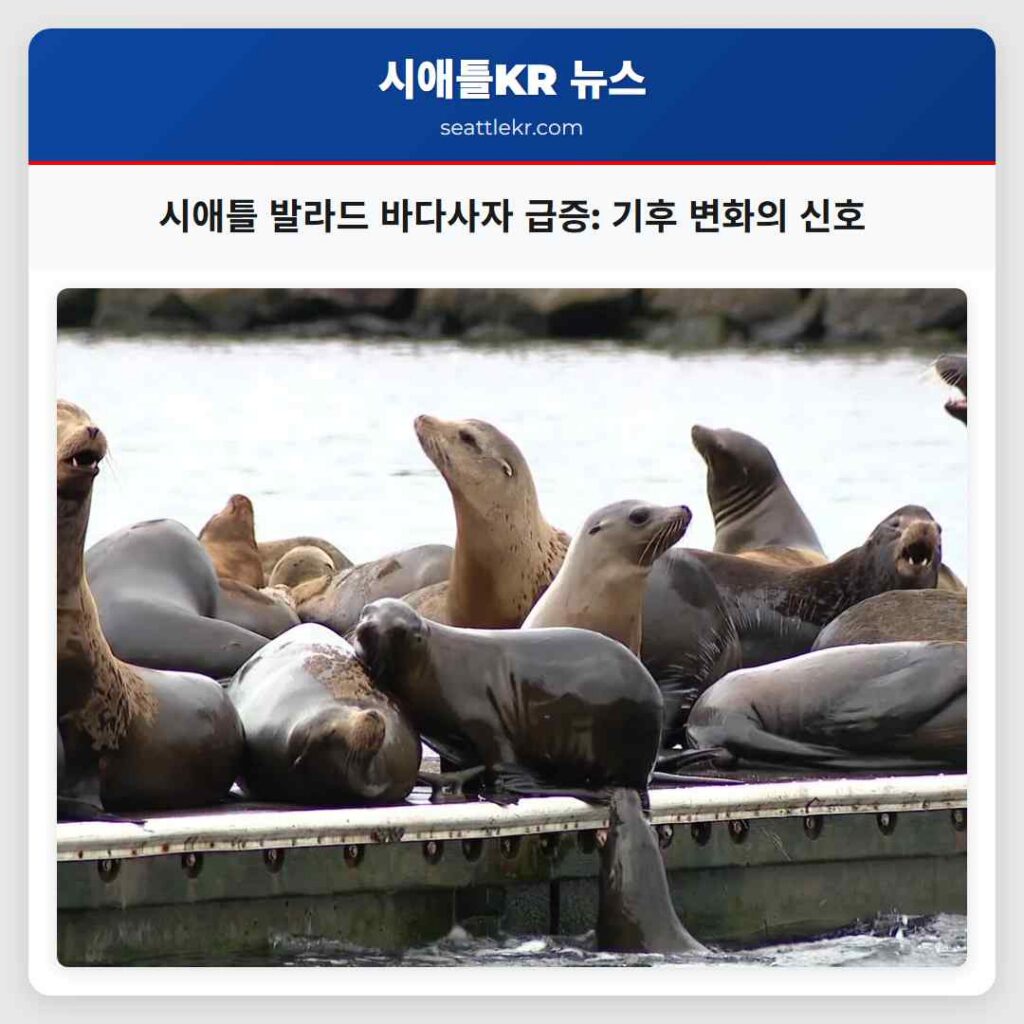 시애틀 발라드 바다사자 급증: 기후 변화의 신호