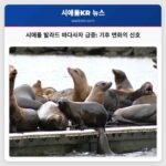 시애틀 발라드 바다사자 급증 기후 변화의 신호