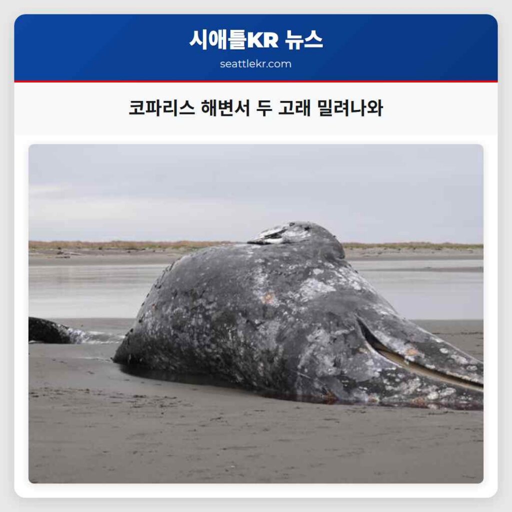 코파리스 해변서 두 고래 밀려나와