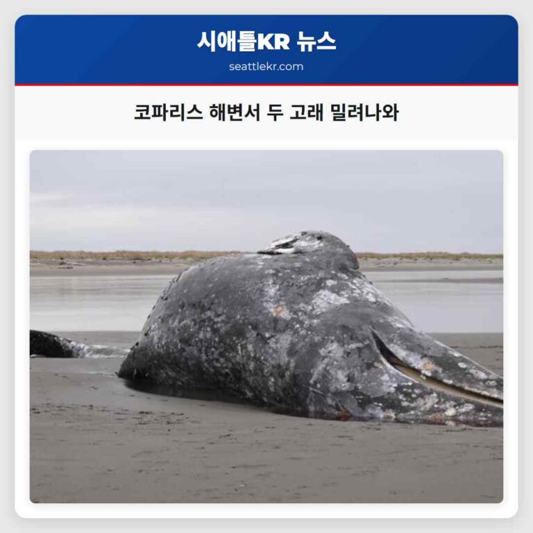 코파리스 해변에서 두 마리 고래 비극적 밀려나와 지역 사회 주목