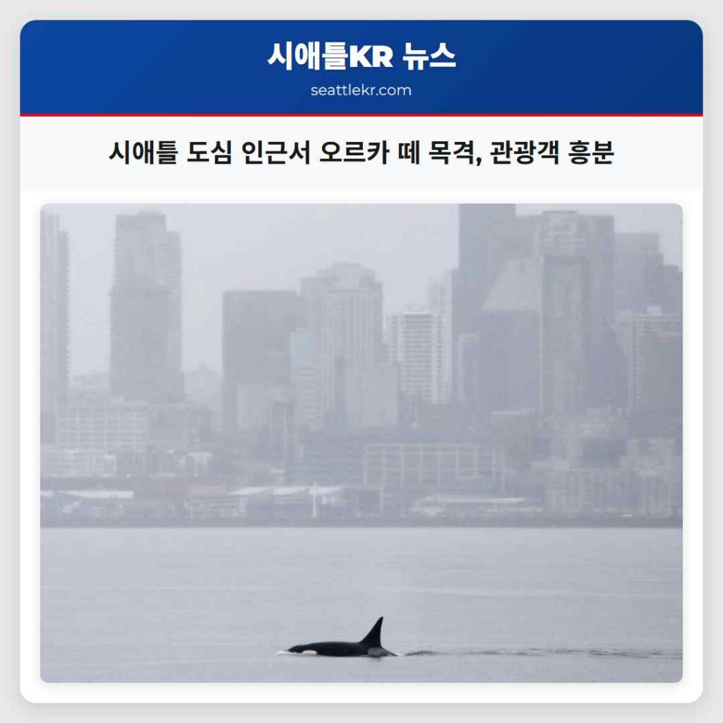 시애틀 도심 인근서 오르카 떼 목격, 관광객 흥분