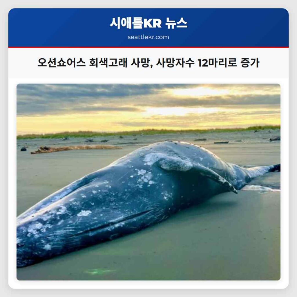 오션쇼어스 회색고래 사망 사망자수 12마리로 증가
