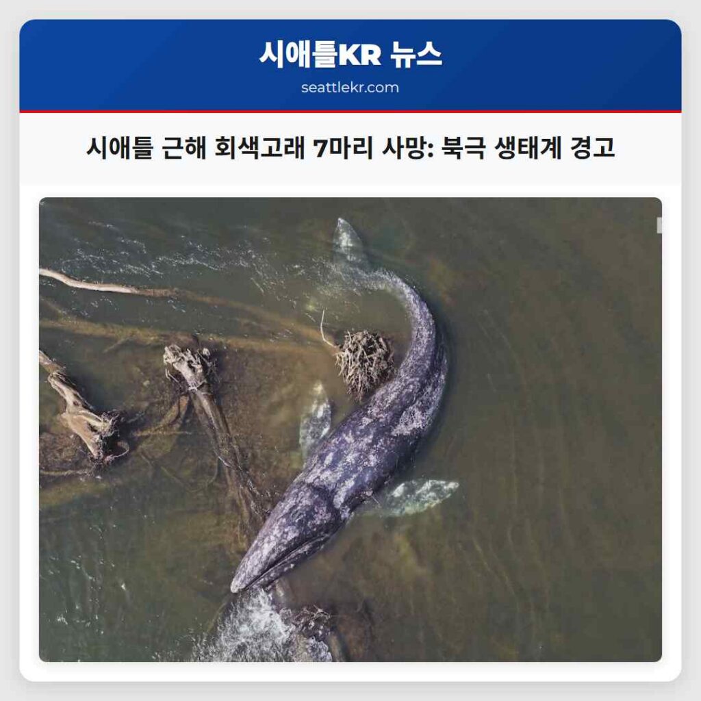 시애틀 근해 회색고래 7마리 사망: 북극 생태계 경고