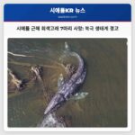 시애틀 근해 회색고래 7마리 사망 북극 생태계 변화의 심각한 경고