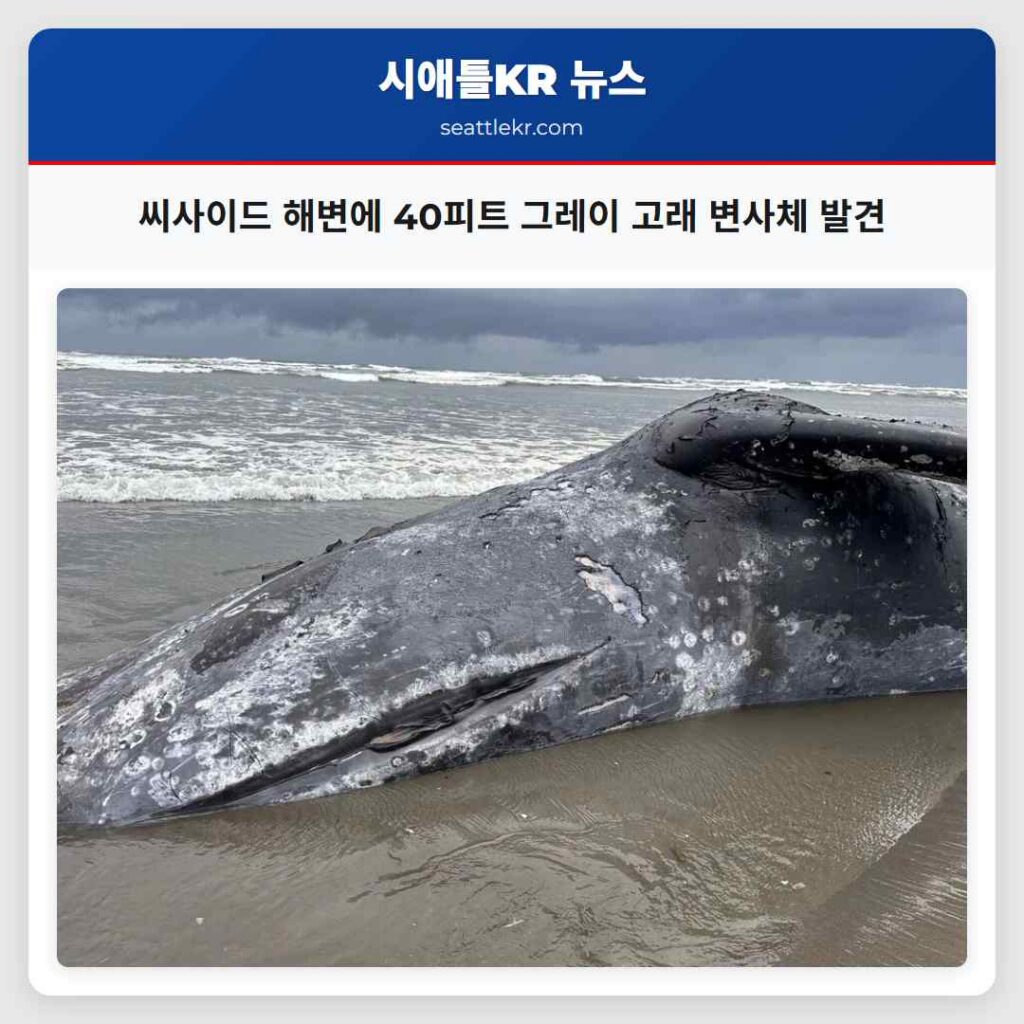 씨사이드 해변에 40피트 그레이 고래 변사체 발견