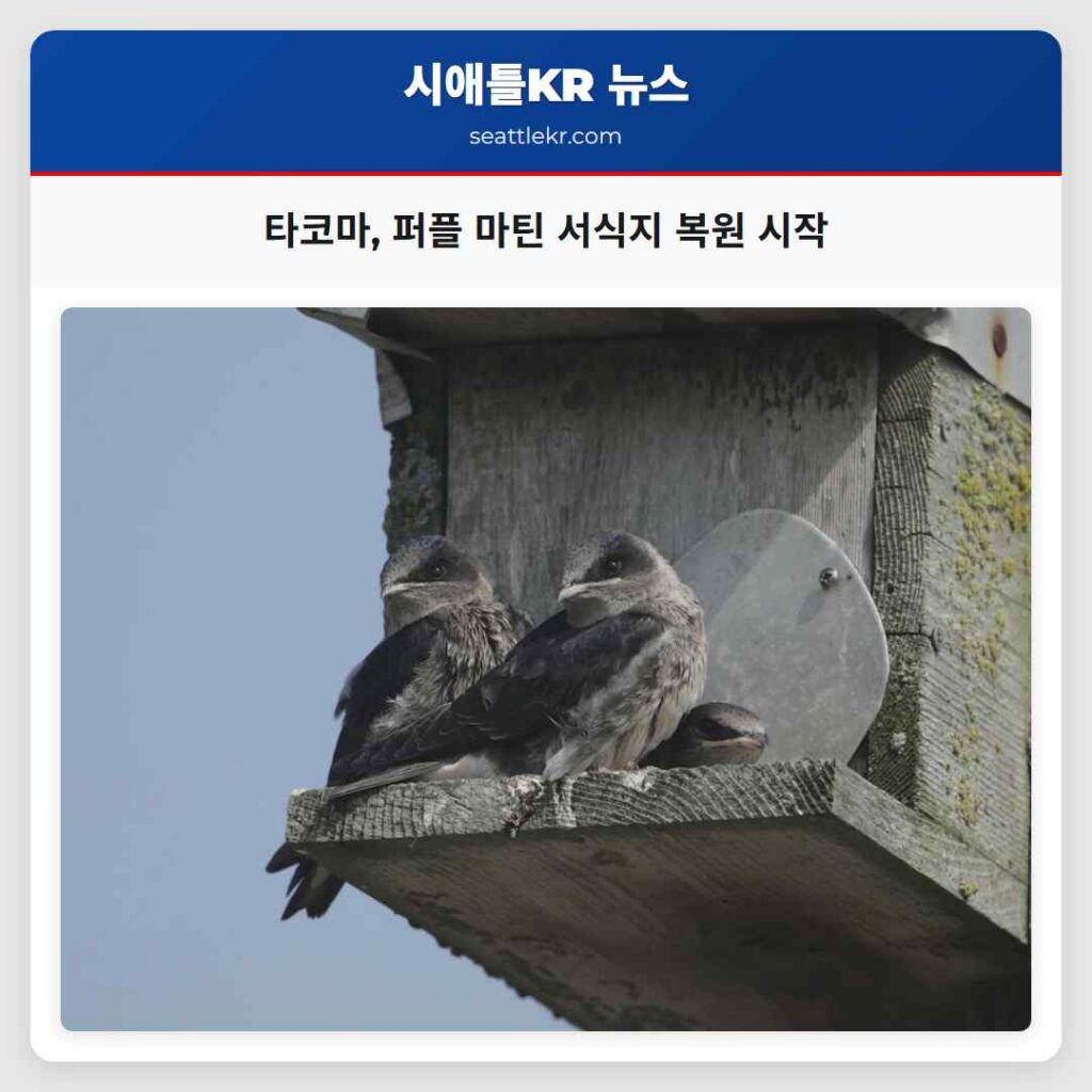 타코마, 퍼플 마틴 서식지 복원 시작
