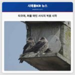 타코마 퍼플 마틴 서식지 복원 시작