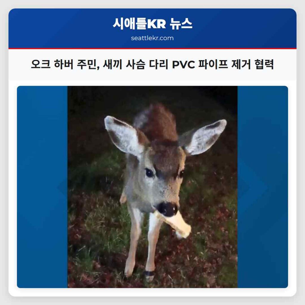 오크 하버 주민, 새끼 사슴 다리 PVC 파이프 제거 협력