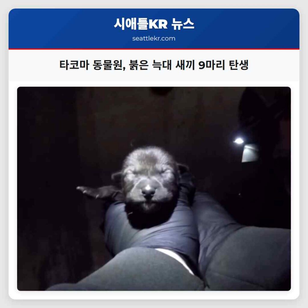 타코마 동물원, 붉은 늑대 새끼 9마리 탄생