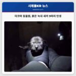타코마 동물원 붉은 늑대 새끼 9마리 탄생