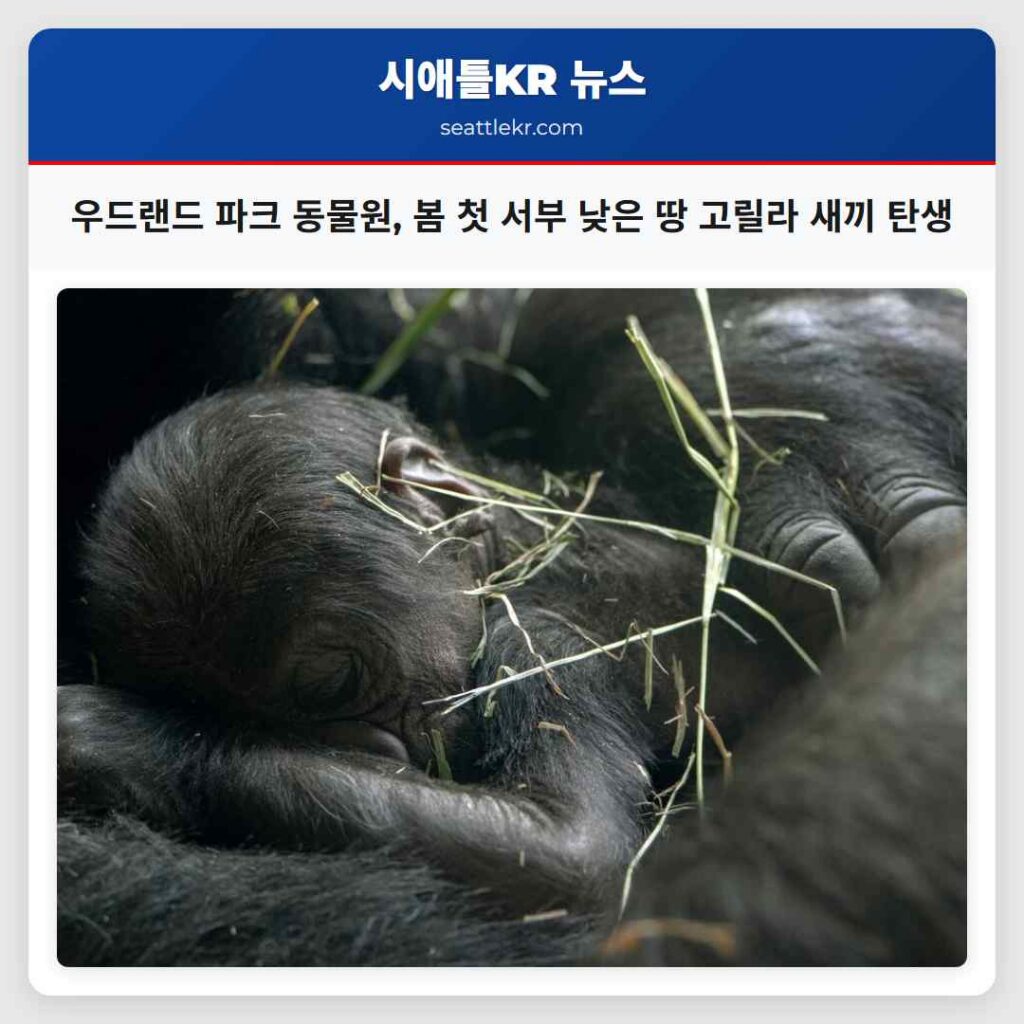 우드랜드 파크 동물원, 봄 첫 서부 낮은 땅 고릴라 새끼 탄생