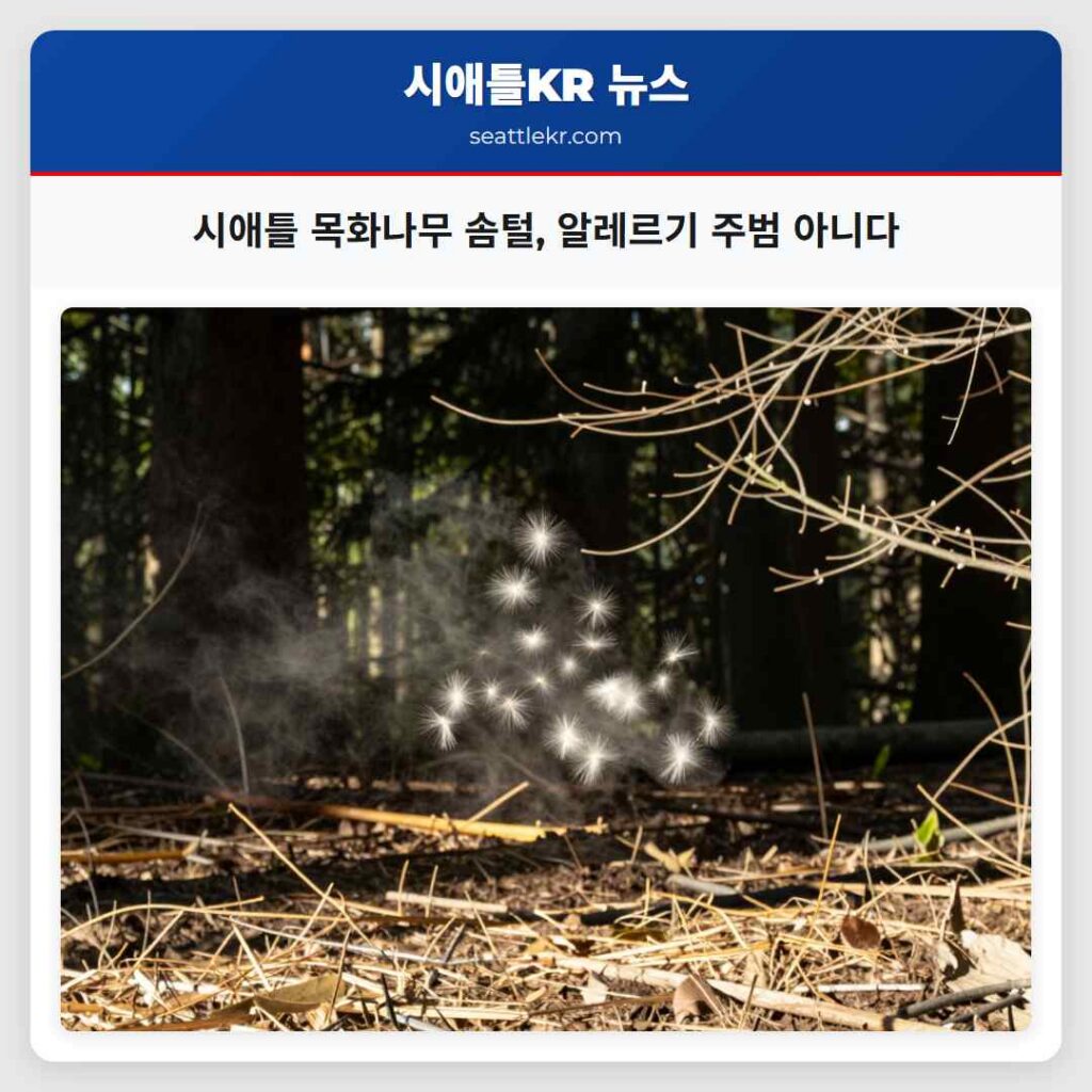 시애틀 목화나무 솜털, 알레르기 주범 아니다