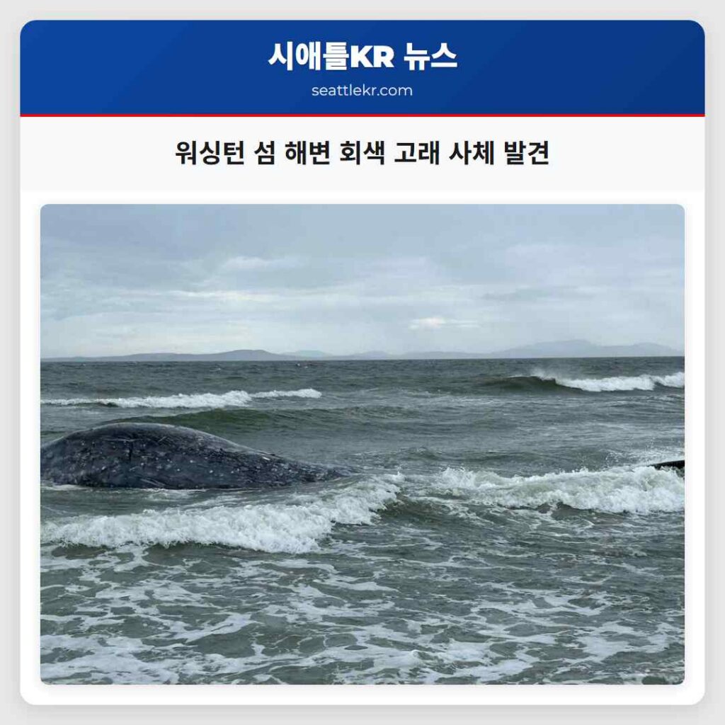 워싱턴 섬 해변 회색 고래 사체 발견