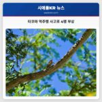 타코마 역주행 사고로 4명 부상
