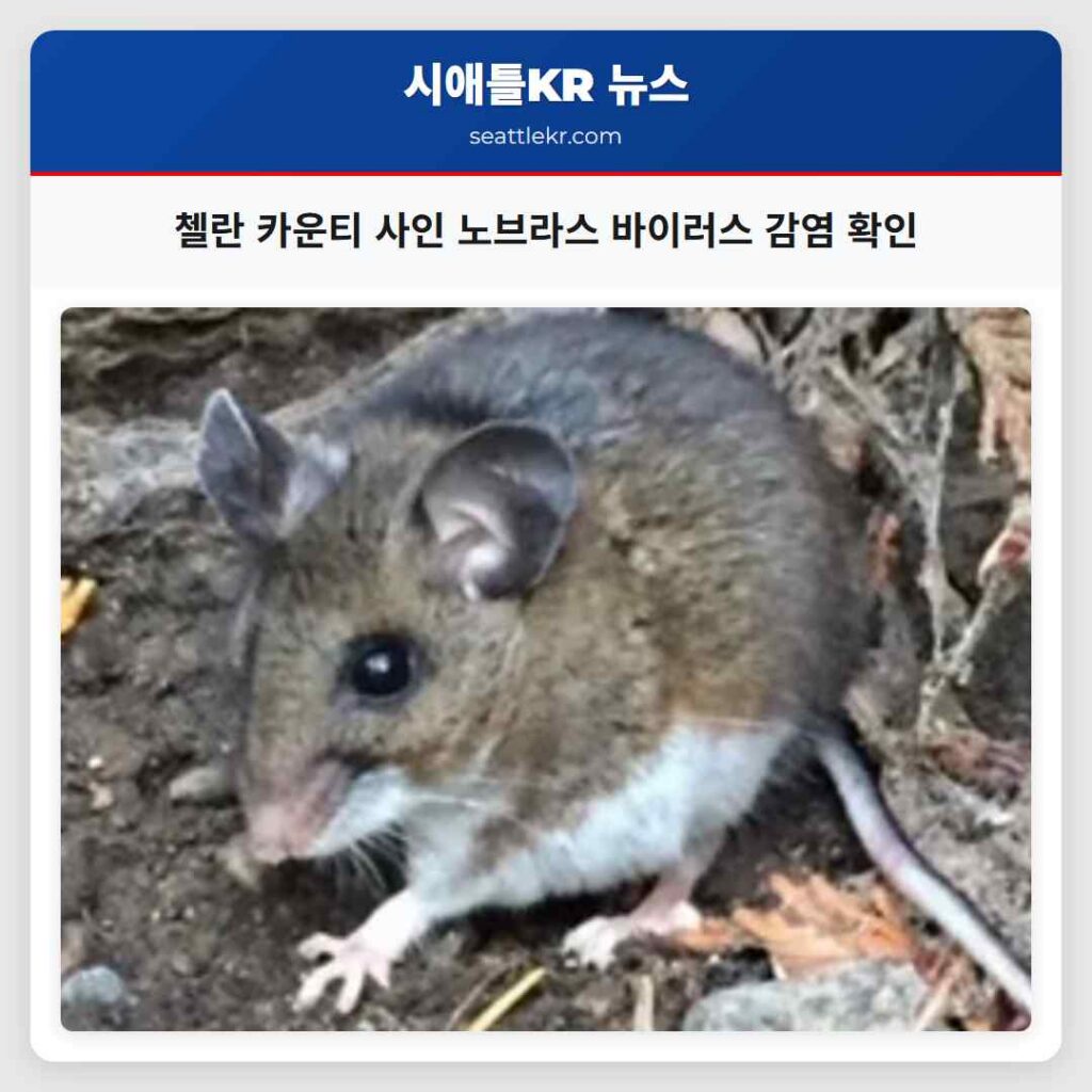 첼란 카운티 사인 노브라스 바이러스 감염 확인