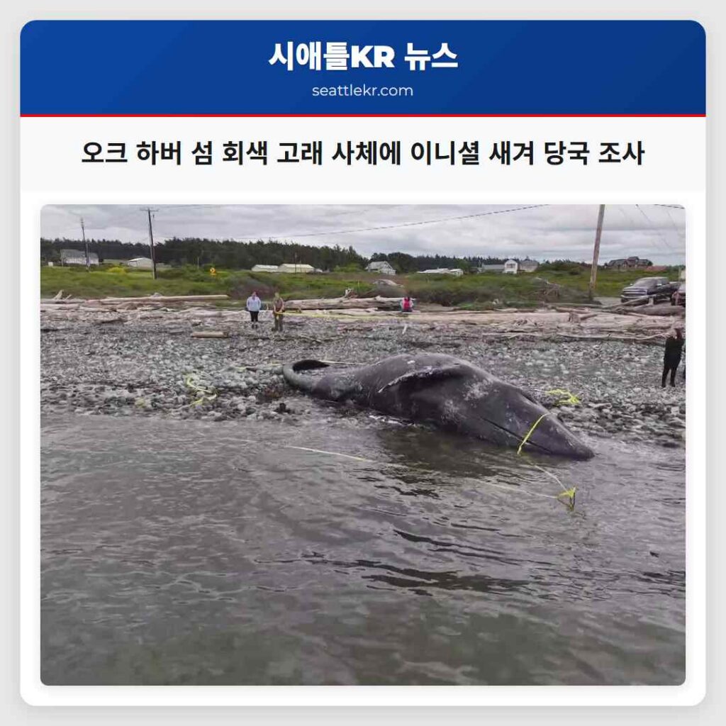 오크 하버 섬 회색 고래 사체에 이니셜 새겨 당국 조사