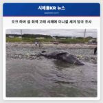 오크 하버 섬 회색 고래 사체에 이니셜 새겨 당국 조사