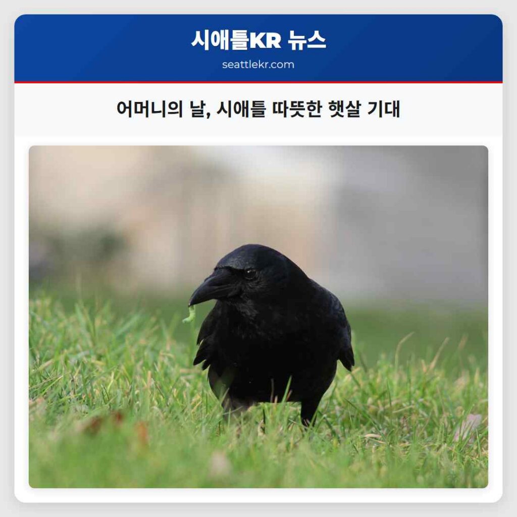 어머니의 날, 시애틀 따뜻한 햇살 기대