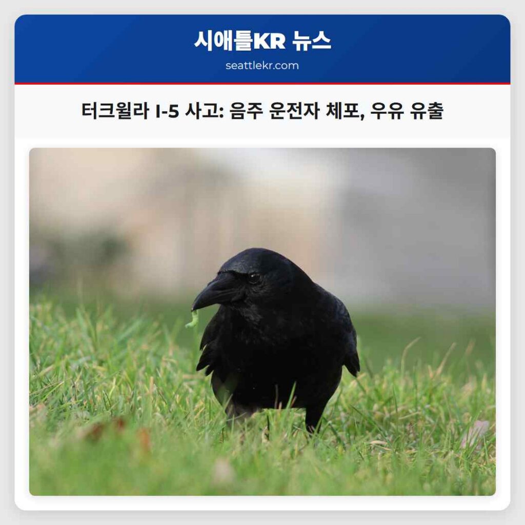 터크윌라 I-5 사고: 음주 운전자 체포, 우유 유출