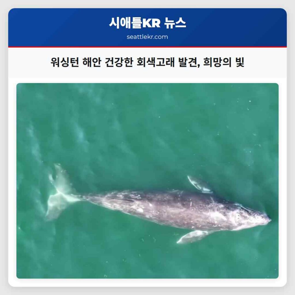 워싱턴 해안 건강한 회색고래 발견, 희망의 빛