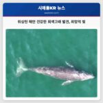 워싱턴 해안 건강한 회색고래 발견 희망의 빛