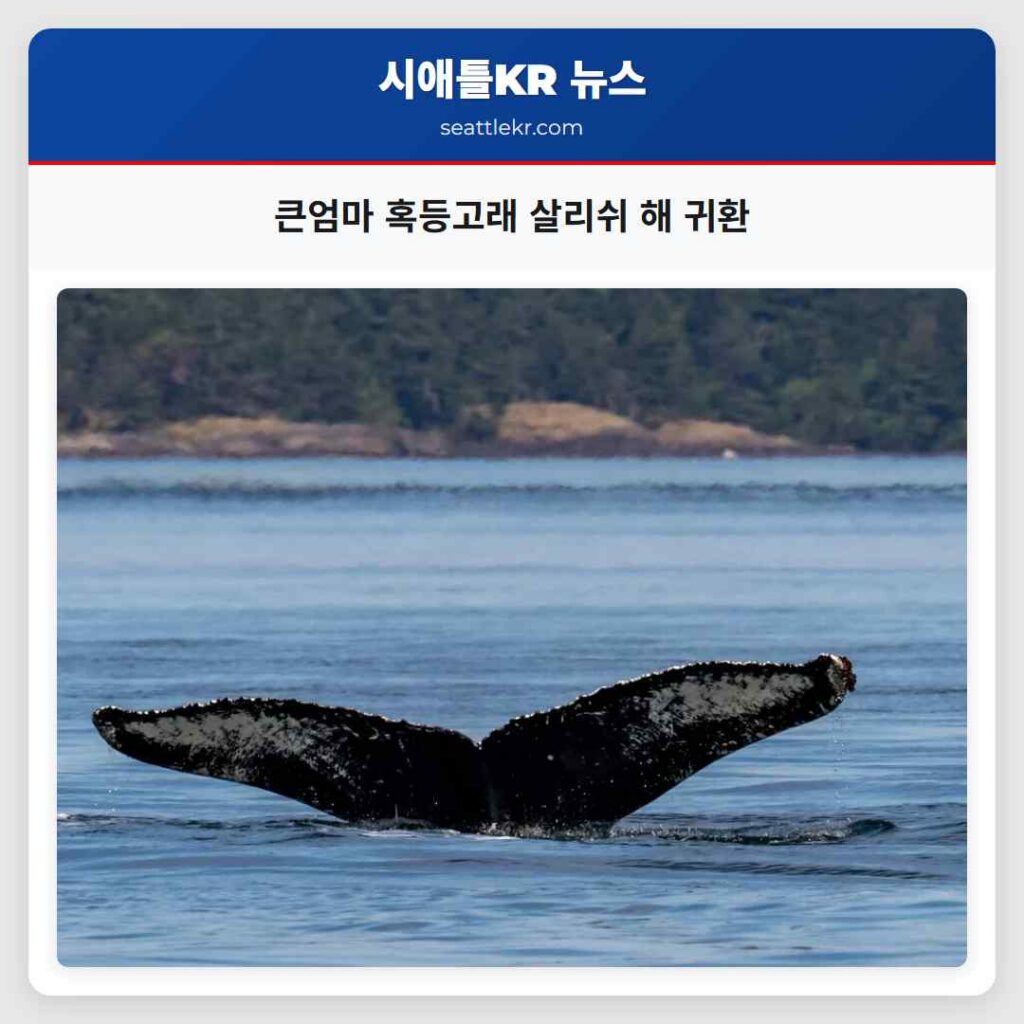 큰엄마 혹등고래 살리쉬 해 귀환