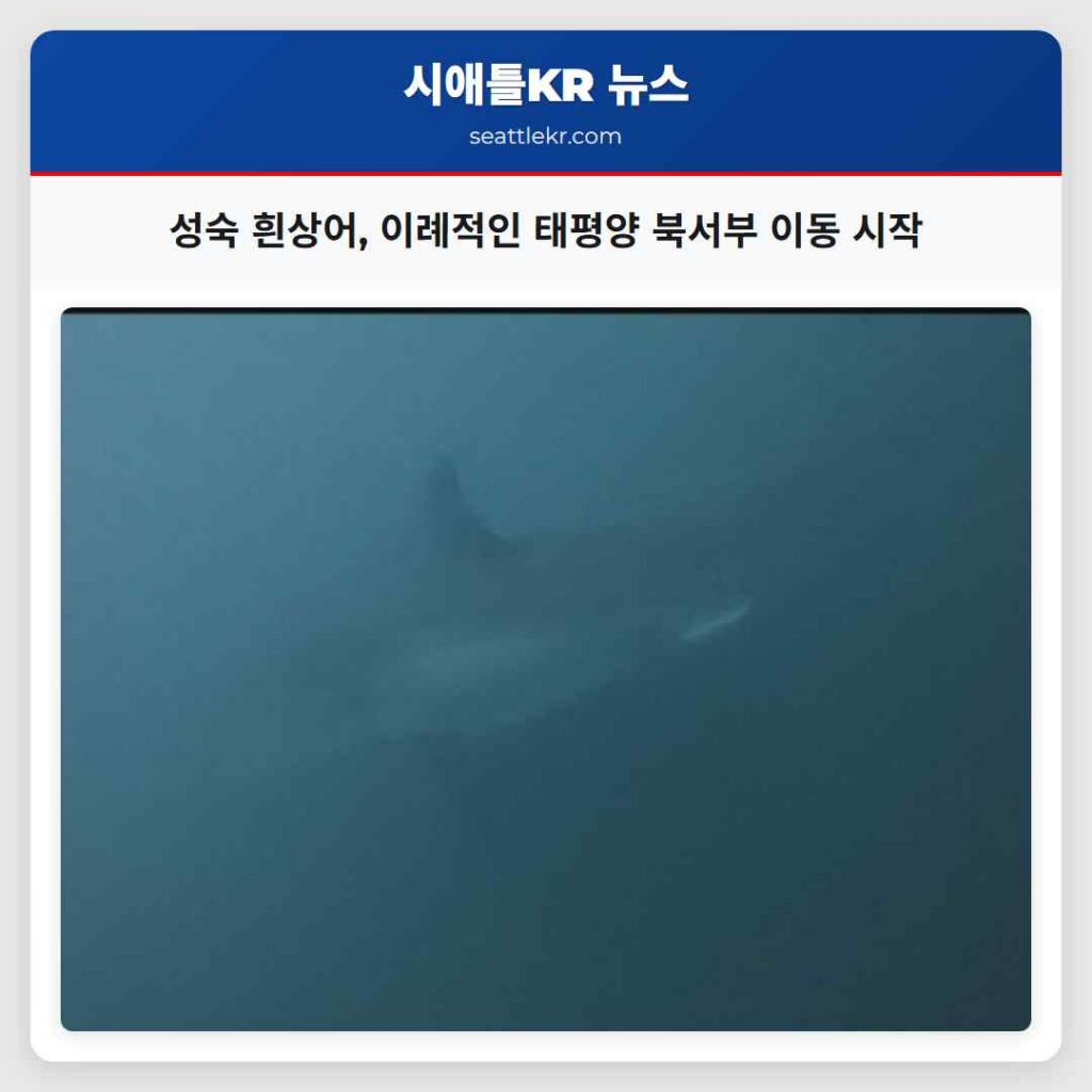 성숙 흰상어, 이례적인 태평양 북서부 이동 시작