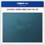 성숙 흰상어 이례적인 태평양 북서부 이동 시작