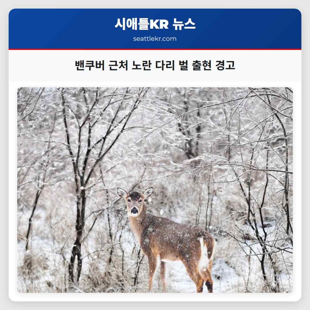 밴쿠버 근처 노란 다리 벌 출현 경고