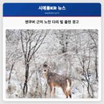 밴쿠버 근처 노란 다리 벌 출현 경고