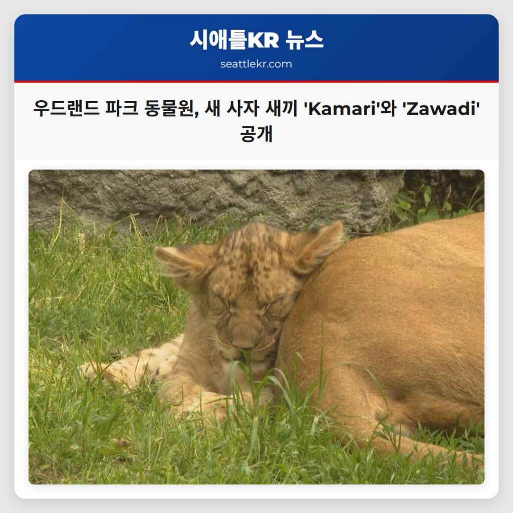 우드랜드 파크 동물원, 새 사자 새끼 'Kamari'와 'Zawadi' 공개