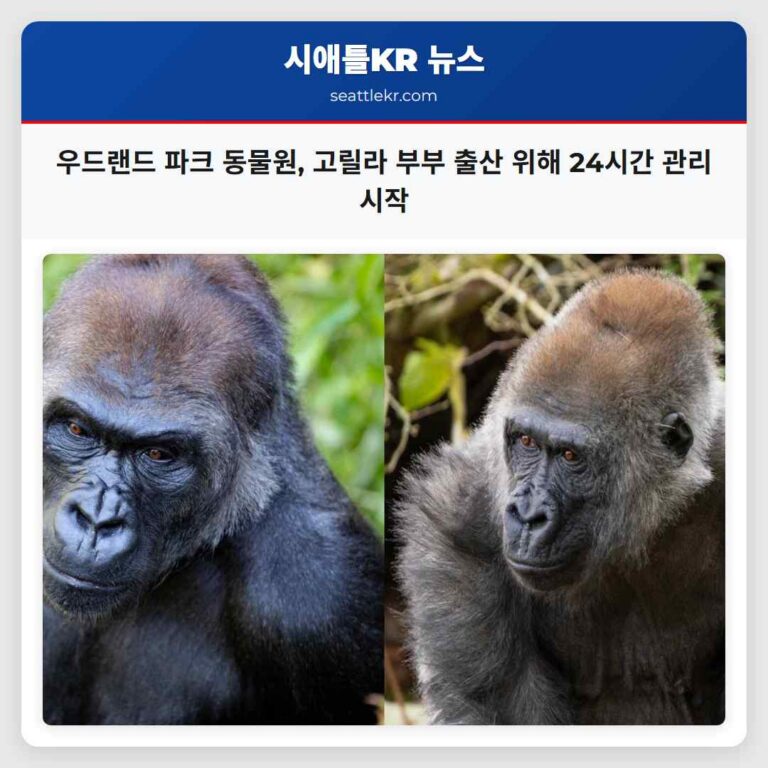우드랜드 파크 동물원 고릴라 부부 출산 위해 24시간 관리 시작