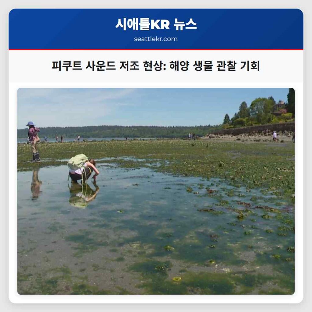 피쿠트 사운드 저조 현상: 해양 생물 관찰 기회