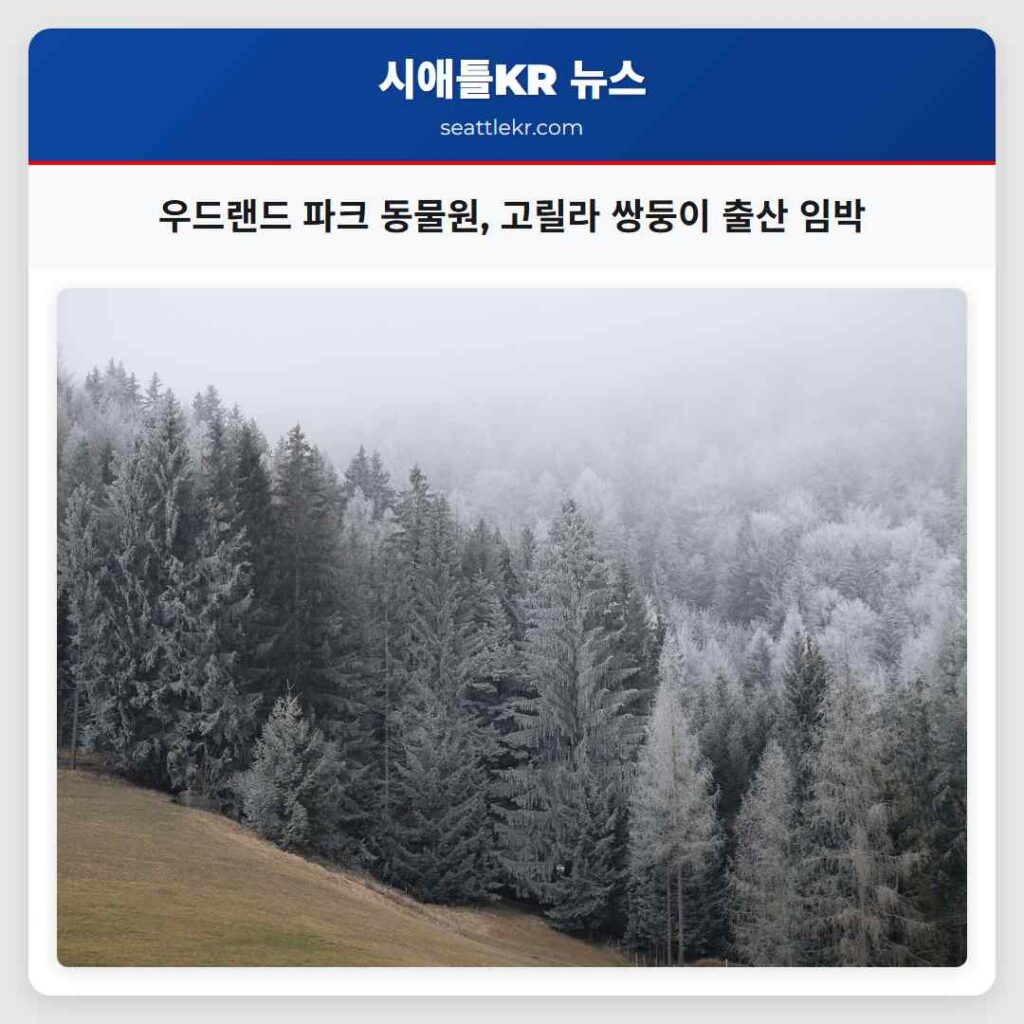 우드랜드 파크 동물원, 고릴라 쌍둥이 출산 임박