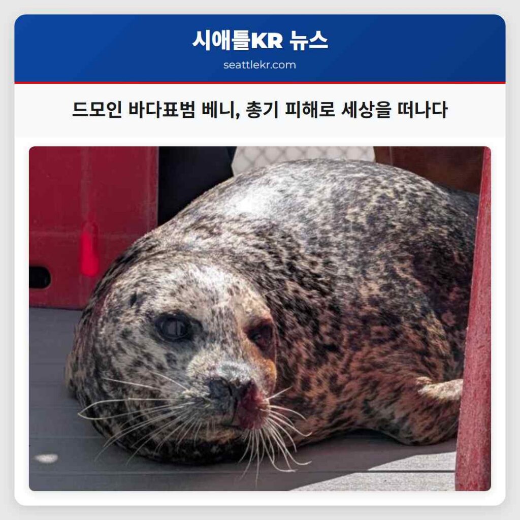 드모인 바다표범 베니, 총기 피해로 세상을 떠나다