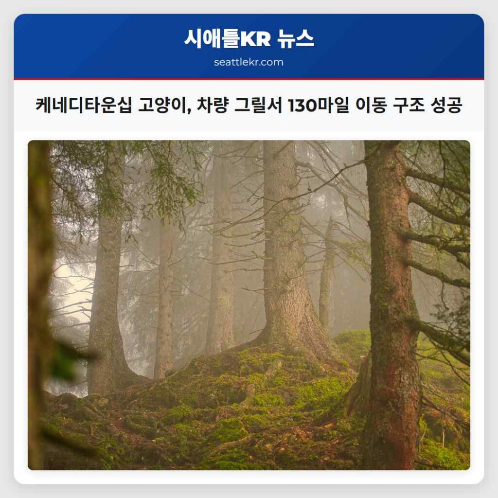 케네디타운십 고양이, 차량 그릴서 130마일 이동 구조 성공