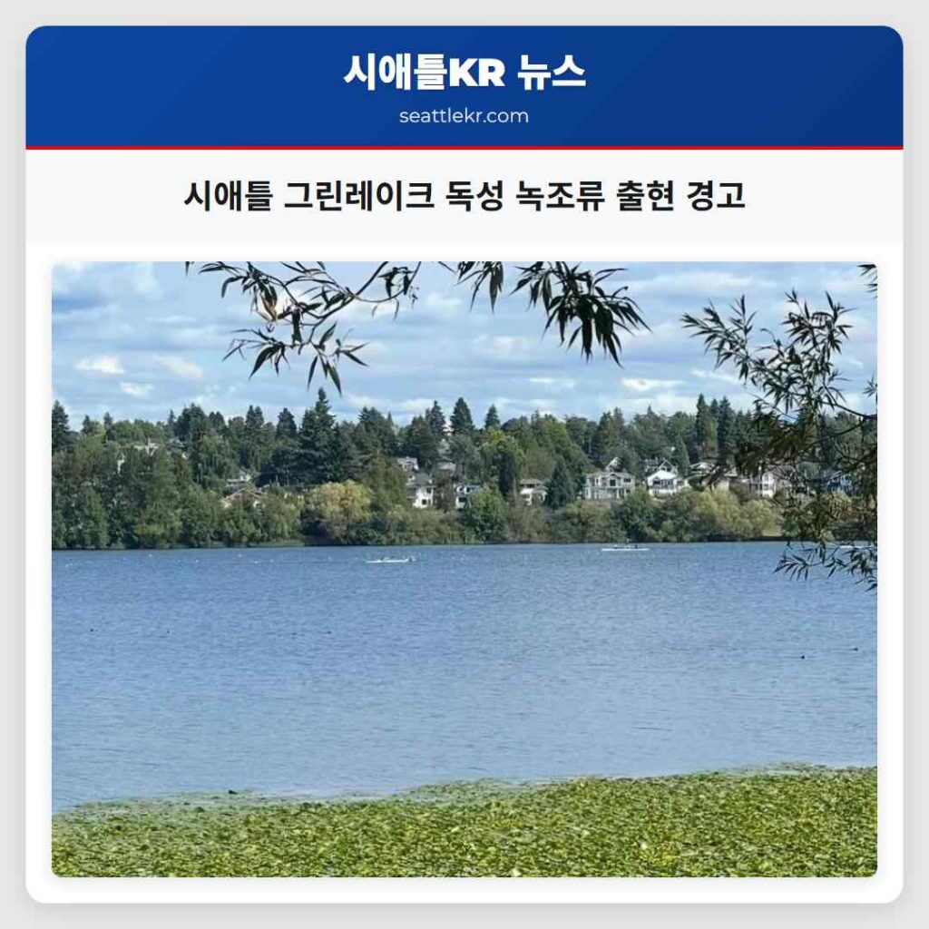 시애틀 그린레이크 독성 녹조류 출현 경고